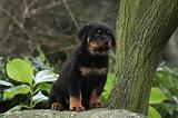 ROTTWEILER 331